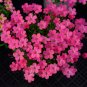 Fresh Oxalis glabra Burgundy Bulbs Vibrant Pink Winter Spring