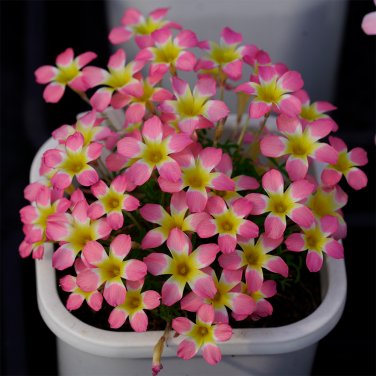 Fresh Oxalis Candy Box Series Litchi Pack of 2 Bulbs