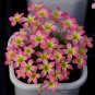 Fresh Oxalis Candy Box Series Litchi Pack of 2 Bulbs