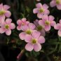 Fresh Oxalis obtusa Berry Sundae Bulbs Winter Spring Bloom Perfect Rock