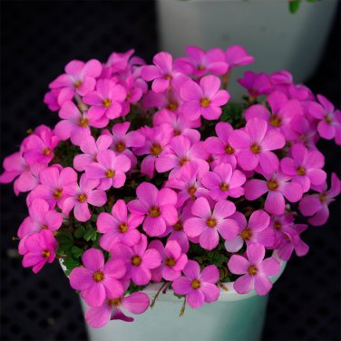 Fresh Oxalis obtusa Phanton Bulbs Vibrant Pink Winter Spring Blooms Ready