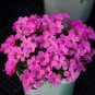 Fresh Oxalis obtusa Phanton Bulbs Vibrant Pink Winter Spring Blooms Ready