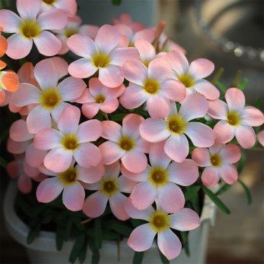 Fresh Oxalis obtusa Icing Bulbs: Compact Pink Blooms Windowsills Rock &acirc;�� Winter Spring