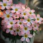 Fresh Oxalis obtusa Icing Bulbs: Compact Pink Blooms Windowsills Rock – Winter Spring