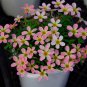Fresh Oxali obtusa Freckle Girl Bulbs: Winter Spring Pink Yellow blooms