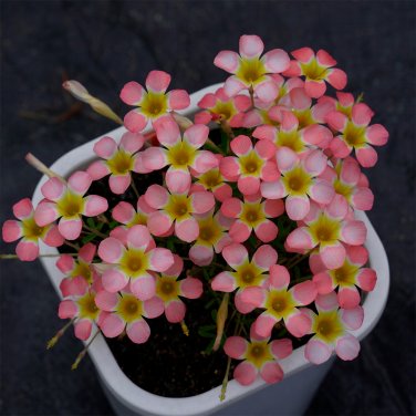 Fresh Oxalis Candy Box Series Peach Pack of 2 Bulbs
