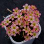 Fresh Oxalis Candy Box Series Peach Pack of 2 Bulbs