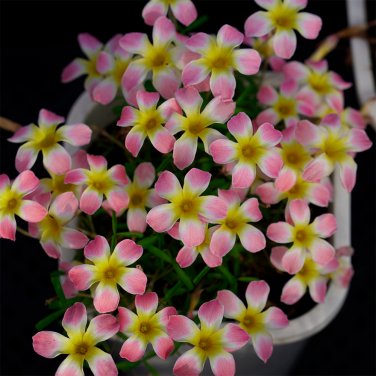 Fresh Oxalis Candy Box Series Apple Pack of 2 Bulbs