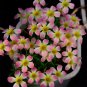 Fresh Oxalis Candy Box Series Apple Pack of 2 Bulbs