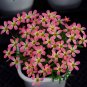 Fresh Oxalis Candy Box Series Cherry Pack of 2 Bulbs
