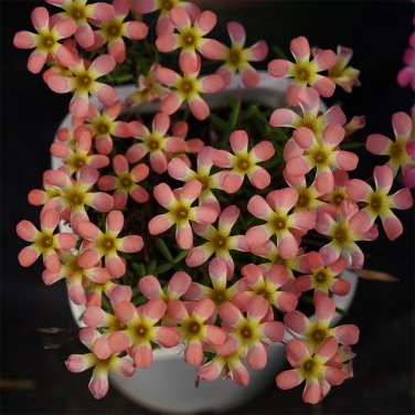 Fresh Oxalis Candy Box Series Watermelon Pack of 2 Bulbs