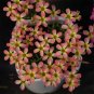Fresh Oxalis Candy Box Series Watermelon Pack of 2 Bulbs