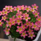 Fresh Oxalis Candy Box Series Pomegranate Pack of 2 Bulbs