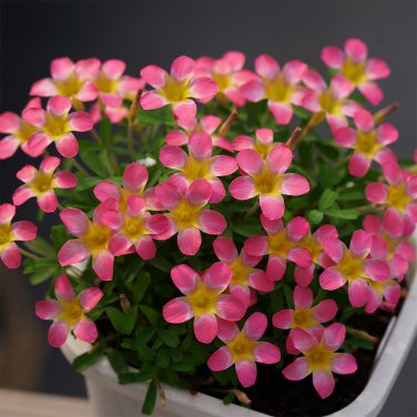 Fresh Oxalis Candy Box Series Pomegranate Pack of 2 Bulbs