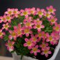 Fresh Oxalis Candy Box Series Pomegranate Pack of 2 Bulbs