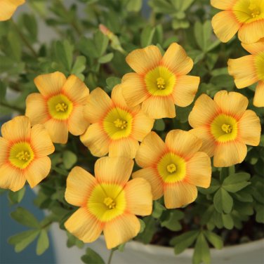 Fresh Oxalis obtusa Orange Cat Flowering Bulbs &acirc;�� Winter/Spring Flowering Easy Care
