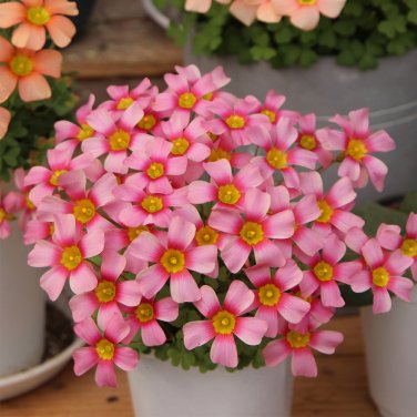 Fresh Oxalis obtusa Nebula Flowering Bulbs | Pink Winter Flowers Flowering Bulbs