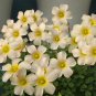 Fresh Oxalis Obtusa Kunzite Flowering Bulbs White Yellow Winter Blooms Dormant