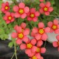 Fresh Oxalis obtusa Jennie Flowering Bulbs | Salmon Pink Winter Flowers Beauty