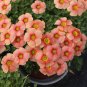 Fresh Oxalis obtusa Flaming Cloud Bulbs Winter Ideal Balconies Rock
