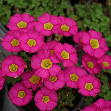 Fresh Oxalis obtusa Ruby Flowering Bulbs Compact Winter Spring Color