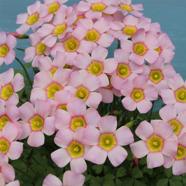 Fresh Oxalis obtusa Cerise Stone Bulbs | Pink Winter Spring Flowering |