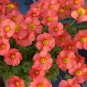 Fresh Oxalis obtusa Ceres Salmon Bulbs | DormancyShipping Low Maintenance Blooms