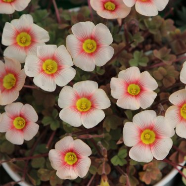 Fresh Oxalis obtusa Blush Eyelash Bulbs | Winter/Spring Flowering Ready