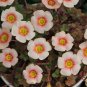 Fresh Oxalis obtusa Blush Eyelash Bulbs | Winter/Spring Flowering Ready
