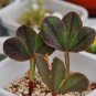 Fresh Broadleaf Oxalis Bulbs Pack of 5 Bulbs