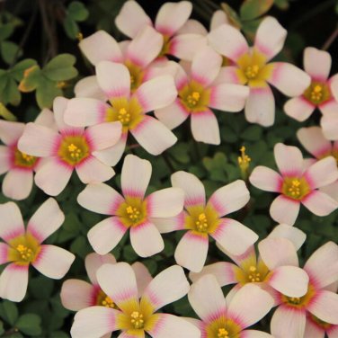 Fresh Oxalis obtusa Fox Lady Bulbs Vibrant Pink White Winter/Spring Blooms