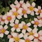 Fresh Oxalis obtusa Fox Lady Bulbs Vibrant Pink White Winter/Spring Blooms