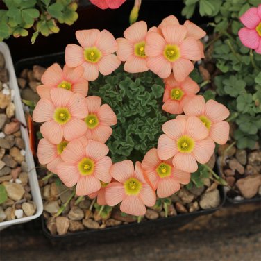 Fresh Oxalis obtusa Orange Cream Flowering Bulbs | Winter Blooming s Compact