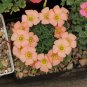 Fresh Oxalis obtusa Orange Cream Flowering Bulbs | Winter Blooming s Compact