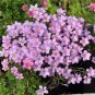 Fresh Oxalis hirta Series Bulb Pale Lavender Pack of 6 Bulbs