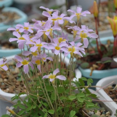 Fresh Oxalis obtusa Pink Star Bulbs Winter Spring Pink Yellow Shamrock