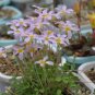 Fresh Oxalis obtusa Pink Star Bulbs Winter Spring Pink Yellow Shamrock