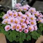 Fresh Oxalis Obtusa Purpurea Ulifoura Flowering Bulbs | Easy Care Pink BloomsPots