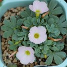 Fresh Oxalis flava Series Bulb lavender form Pack of 12 Bulbs