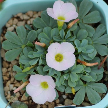 Fresh Oxalis flava Series Bulb lavender form Pack of 12 Bulbs