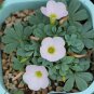 Fresh Oxalis flava Series Bulb lavender form Pack of 12 Bulbs