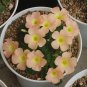 Fresh Oxalis pulchella var. tomentosa Series Bulb Pack of 5 Bulbs