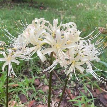 Fresh White Lycoris Radiata Bulbs Rare Spider Lily Flowering Bulbs for Fall Planting
