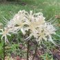 Fresh White Lycoris Radiata Bulbs Rare Spider Lily Flowering Bulbs for Fall Planting
