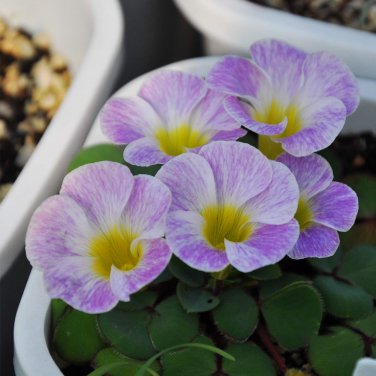 Fresh Oxalis obtusa Hybrids Bulbs: Stunning Bi Color Winter Spring Flowers