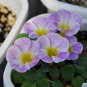 Fresh Oxalis obtusa Hybrids Bulbs: Stunning Bi Color Winter Spring Flowers