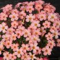 Fresh Oxalis obtusa Series Bulb Prominence Pack of 3 Bulbs
