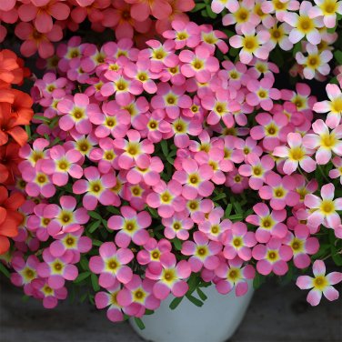 Fresh Oxalis obtusa Series Bulb Aurora Borialis Pack of 3 Bulbs