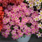 Fresh Oxalis obtusa Series Bulb Aurora Borialis Pack of 3 Bulbs