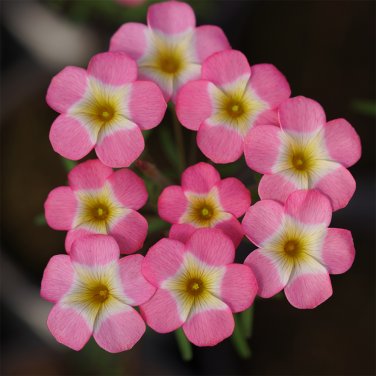 Fresh Oxalis obtusa Series Bulb Rainbow Pack of 1 Bulb